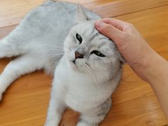 -李小姐の猫咖啡馆(五角场店)