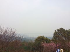 -香雪海