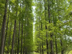 -黄海国家森林公园