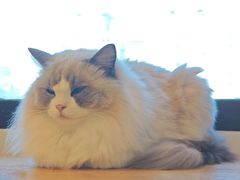 -有喵·猫咖·狗咖·30几只猫10只小狗(岗厦店)