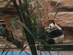 -成都动物园
