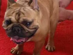 -皇家名犬舍
