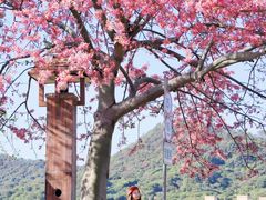 -风云岭森林公园