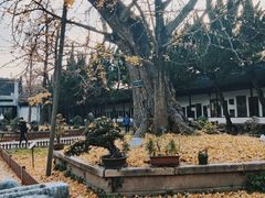 -苏州文庙(姑苏区)