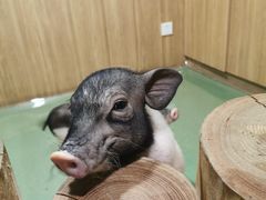 -藦茜花园宠物主题亲子互动体验馆(国顺东路店)