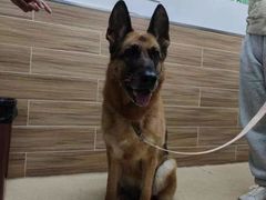 -爱侣宠医·鹦鹉专科·小型哺乳类·异宠专科(灵石路店)