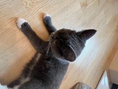 -有喵·猫咖·狗咖·30几只猫10只小狗(岗厦店)