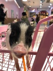 -Moni星球萌宠·小马宝莉·灵蛇·高端高阶全萌宠互动体验俱乐部(红豆国际广场店)