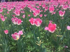 -长春公园(普阳街道)