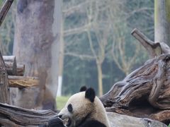 -都江堰中华大熊猫苑