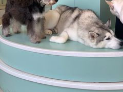 -怪兽屋·羊驼·猫咖·狗咖(俊华广场店)