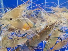 -星椰叻沙·椰浆鲜虾面(江南西店)