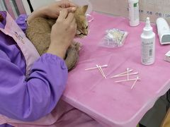 -北京观赏动物医院·24小时大型综合·猫专科·异宠专科