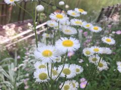 -合肥滨湖国家森林公园