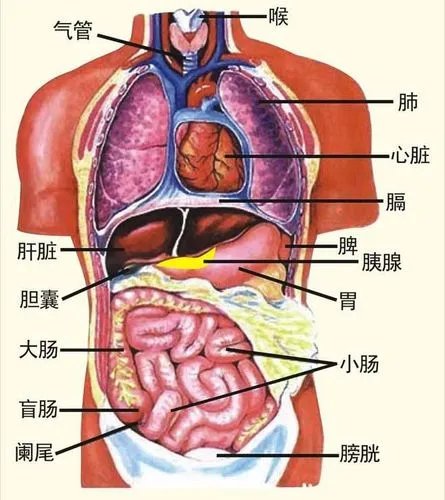 人体五脏分布图片