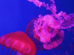 -海合安青岛极地海洋公园