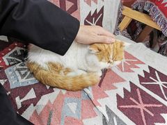 -喵屿·大理花园猫咖