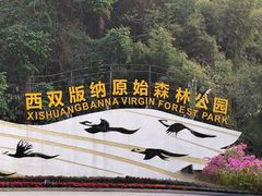 -西双版纳原始森林公园