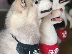 -Husky Go! 哈士奇体验馆·宠物咖啡厅狗咖