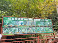 -西双版纳原始森林公园