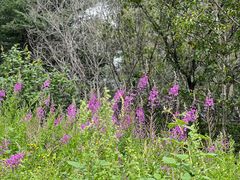 -白草畔自然风景区