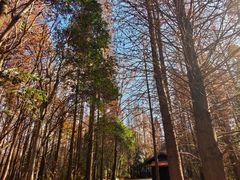 -溱湖国家湿地公园