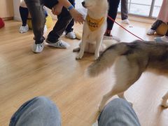 -Husky Go! 哈士奇体验馆·宠物咖啡厅狗咖