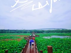 -荷塘月色湿地公园·向阳花洲