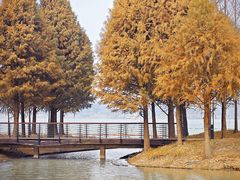 -西山漾湿地公园