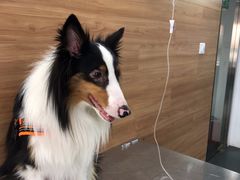 -爱侣宠医·鹦鹉专科·小型哺乳类·异宠专科(灵石路店)