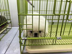 -中环花鸟鱼虫市场