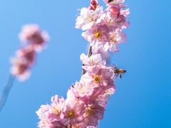 -顾村公园
