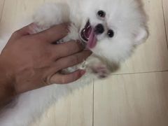 -艾贝尔宠物医院·狂犬免疫点(江山金象城店)