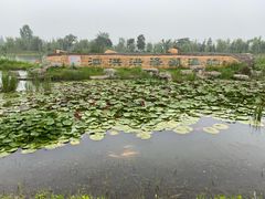 -泗洪洪泽湖湿地景区