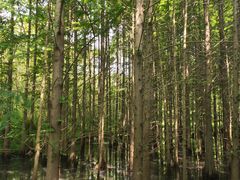 -桤木河湿地公园