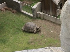 -广东惠东海龟国家级自然保护区