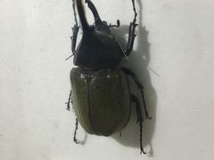 -上海昆虫博物馆