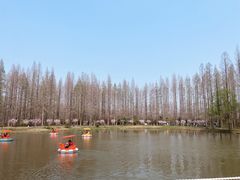 -黄海国家森林公园