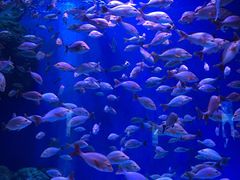 -成都浩海立方海洋公园