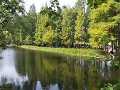 -上海共青森林公园