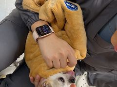 -北京派仕佳德动物医院·超导核磁·CT·神经科·骨科·内外科·急重症管理中心