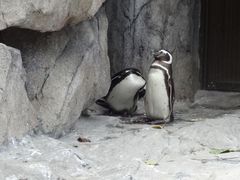 -上海野生动物园