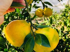 -前小桔亲子创意农场·草莓采摘·露营烧烤