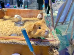 -酷嗒动物文化乐园(cutezoo西溪乐天城店)