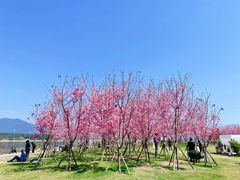 -福建鲤鱼洲酒店