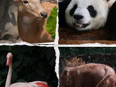 -海南热带野生动植物园