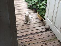 image-海边的猫和咖啡馆