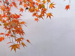 -秋霞圃