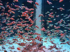 -海合安成都极地海洋公园