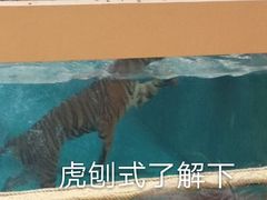 -清迈夜间动物园